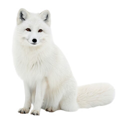 Fototapeta premium An arctic fox stands isolated on a transparent background