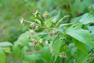 Young Unripe Raspberries Growing on Bush in Garden
