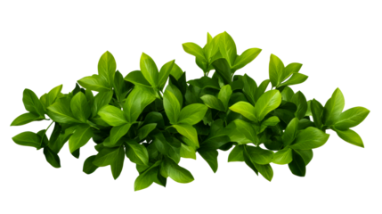 Green leafy branches with vibrant foliage on a transparent background
