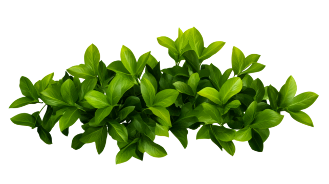 Green leafy branches with vibrant foliage on a transparent background