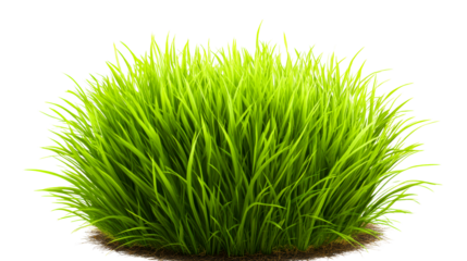 Lush green grass tuft on a transparent background