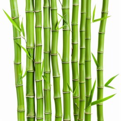 Fototapeta premium Several segments of bright green bamboo stalks with leaves are growing vertically against a white background