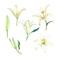 set of elegant watercolor lilies
