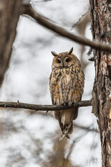 Long-eared owl (Asio otus), looking forward with wide opened eyes