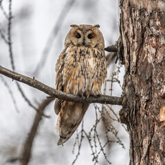 Long-eared owl (Asio otus), looking forward with wide opened eyes