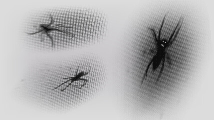 Spider set in halftone style. collection in style y2k brutalism .Black and white spiders on a white surface, arachnids
