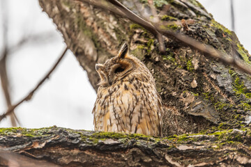Long-eared owl (Asio otus), looking forward with wide opened eyes