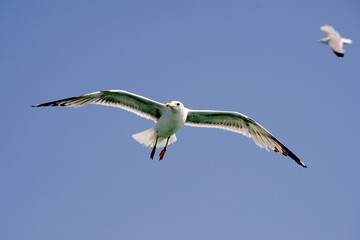 Möve in Cadiz