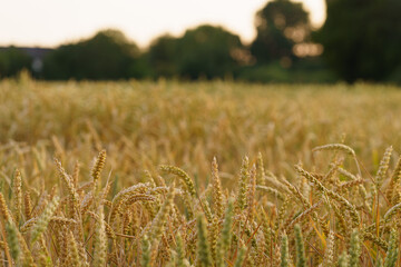 Wide countryside landscape with green field and distant trees