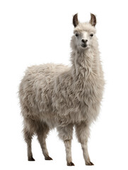Fototapeta premium close up of a llama isolated on white or transparent background