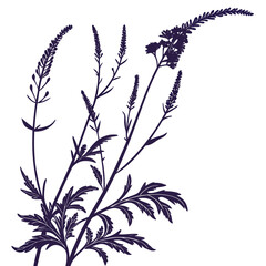 verbena stricta with leaves