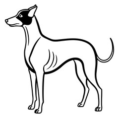 Stylized italian greyhound silhouette isolated on white background