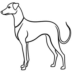 Elegant greyhound dog silhouette isolated on white background