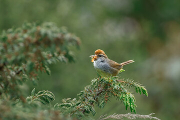 Grey-sided bush warbler