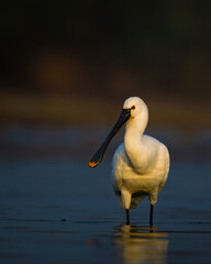 Eurasian Spoonbill wading in calm wetland waters of Rajasthan at golden hour light, captured in serene habitat. Rare migratory bird, long spoon-shaped beak, wildlife photography India.