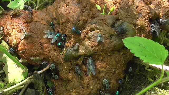 Green Bottle Flies Feeding on Dung

