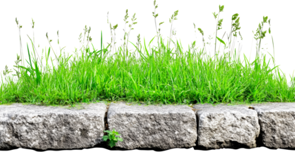 Grass growing on a stone wall with a transparent background