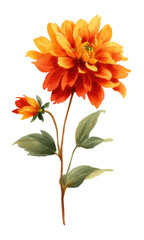 Orange flower clipart isolated 