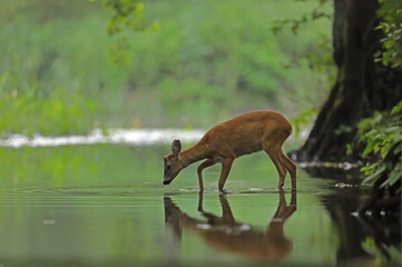 Sarna europejska (Capreolus capreolus) roe deer © Bartosz Rakoczy