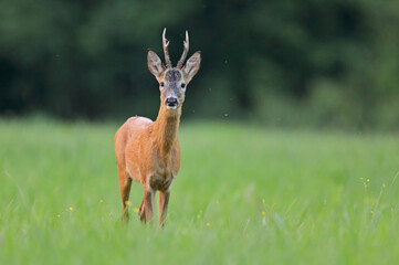Sarna europejska (Capreolus capreolus) roe deer © Bartosz Rakoczy