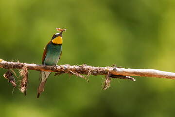 European bee-eater Merops apiaster caught butterfly on dry hanging branch