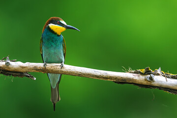 European bee-eater Merops apiaster standing still on green background