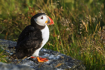 tlantic puffin (Fratercula arctica) standing on coastal rock in golden light