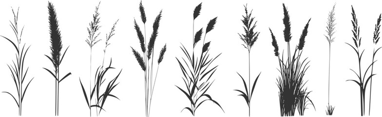 Silhouette of cattails and reeds. Wild grass on the river bank. Swamp coastal plants.