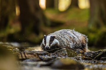 European badger Meles meles drinking from shallow rocky forest stream © michal