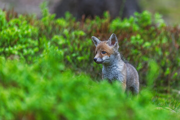 Obraz premium Young red fox Vulpes vulpes peeking through fresh forest vegetation