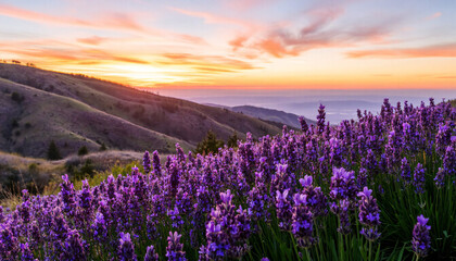 Fototapeta premium Lavender flowers blooming in sunset on hillsides with clouds 
