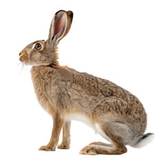 Obraz premium A brown hare sits alertly on a transparent background