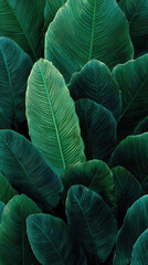 Obraz premium Tropical banana leaves overlapping in lush green jungle background texture.