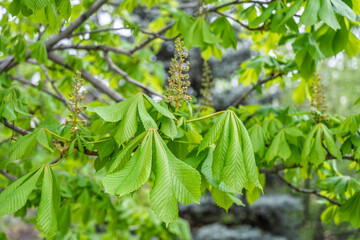 Green Chestnut Leaves in beautiful light. Spring season, spring colors.