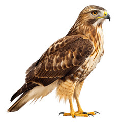 Fototapeta premium A brown hawk stands isolated on a transparent background
