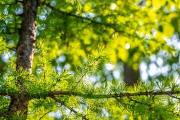 Young branches of larch. Closeup of green larch young needles.