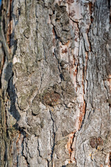 The bark of an old tree. Larch bark.