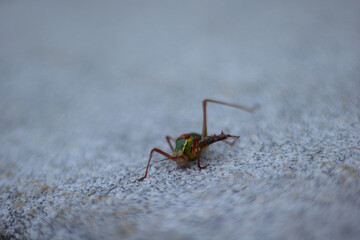 Colorful Insect on Textured Surface