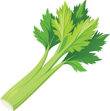 Fresh organic celery stalk with leafy green top illustration