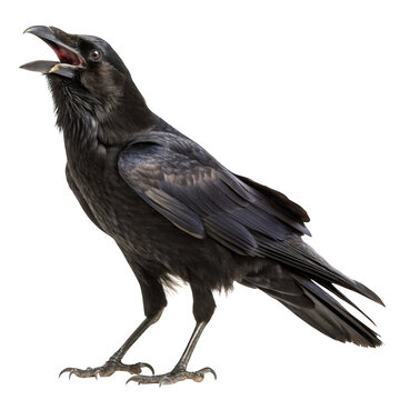 A detailed black crow stands isolated on a transparent background