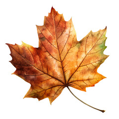 Obraz premium Dried Autumn Maple Leaf Illustration – Rustic Fall Foliage Clipart PNG