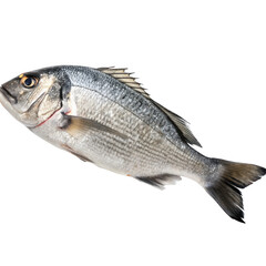 Obraz premium A fresh sea bream fish isolated on a transparent background