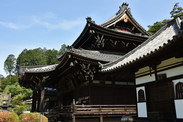春の三室戸寺　本堂(京都府宇治市)