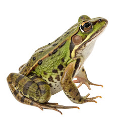 Fototapeta premium A green frog sits on a transparent background