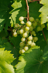 Sommerzeit im M&uuml;nsterland