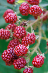 Sommerzeit im Münsterland