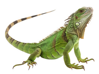 Obraz premium A green iguana lizard isolated on a transparent background