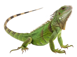 A green iguana lizard isolated on a transparent background