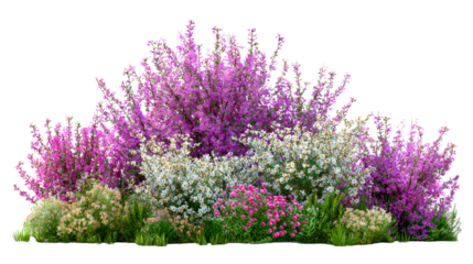 Colorful flowering bushes in a lush garden arrangement