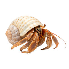 A hermit crab in its shell isolated on transparent background